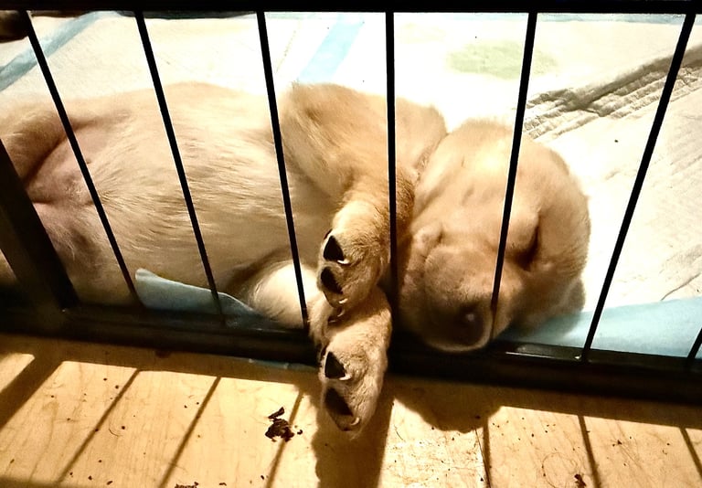 Labrador Pups - 3 black girls 