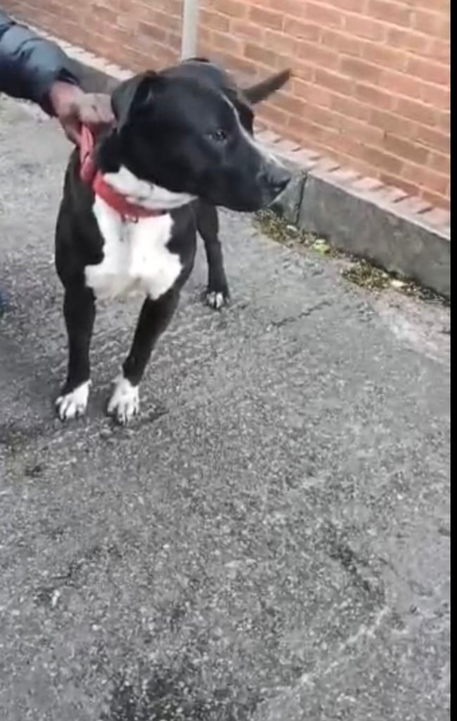Presa canario x staffy