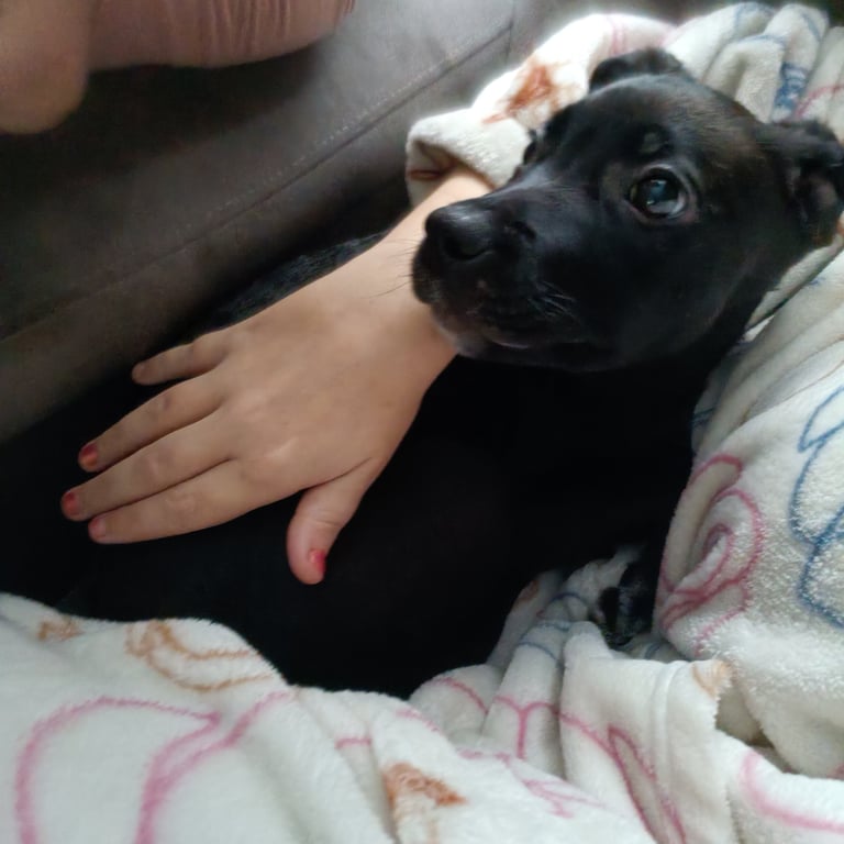 3 months old puppy for sale