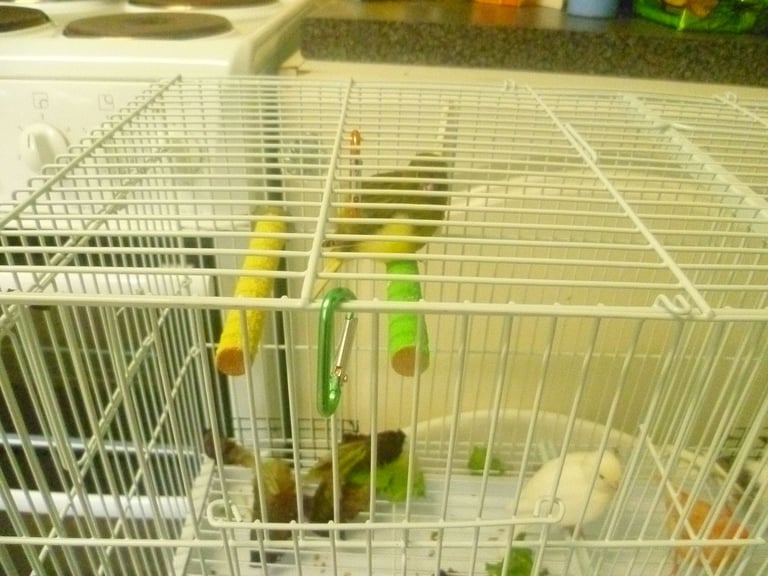 5 Canary Canaries Birds for sale for £140 Yellow, White/Black  Red Pure White Small Cage and Food