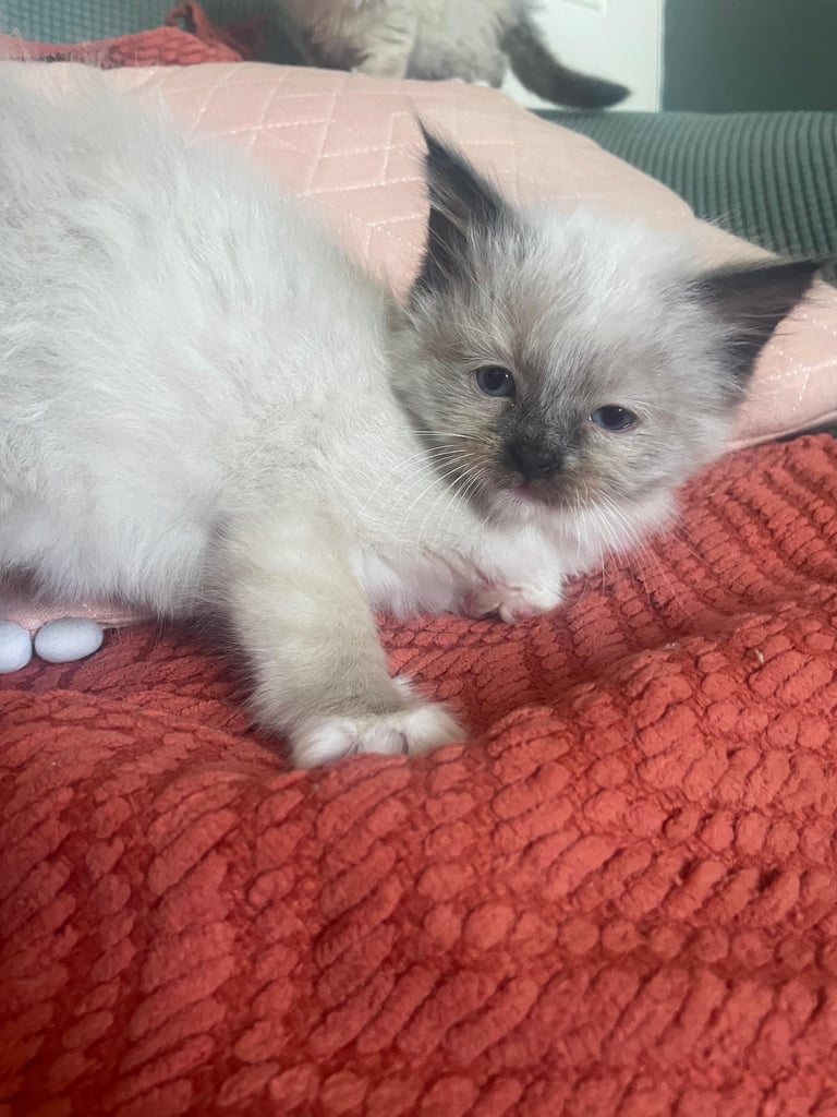 Two female ragdoll kittens - 3 months old for sale