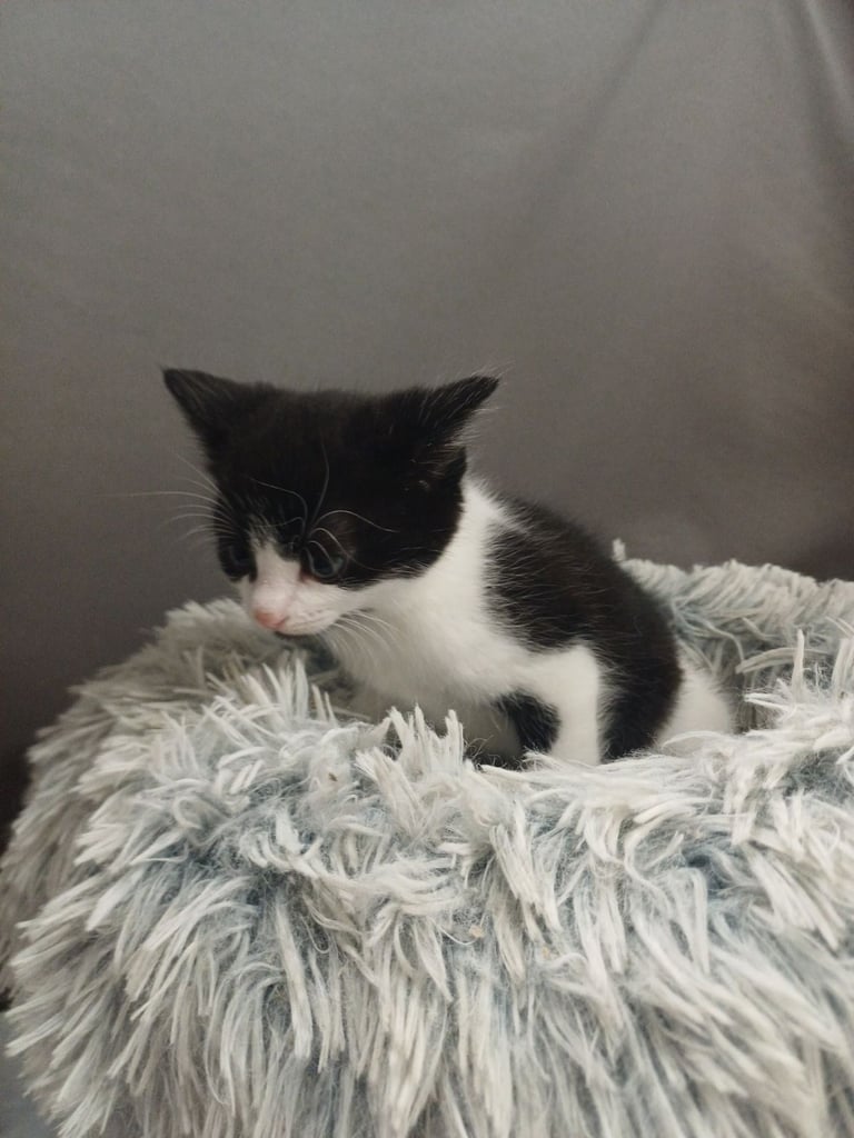 2 female cats for sale.