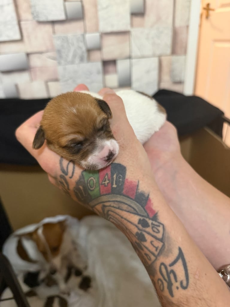 Stunning Jack Russell terriers 