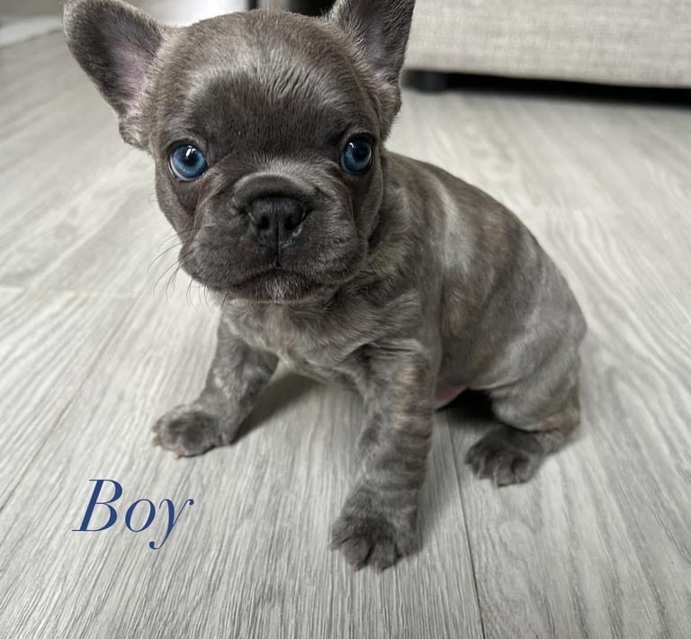 image for KC registered French bulldog puppies 