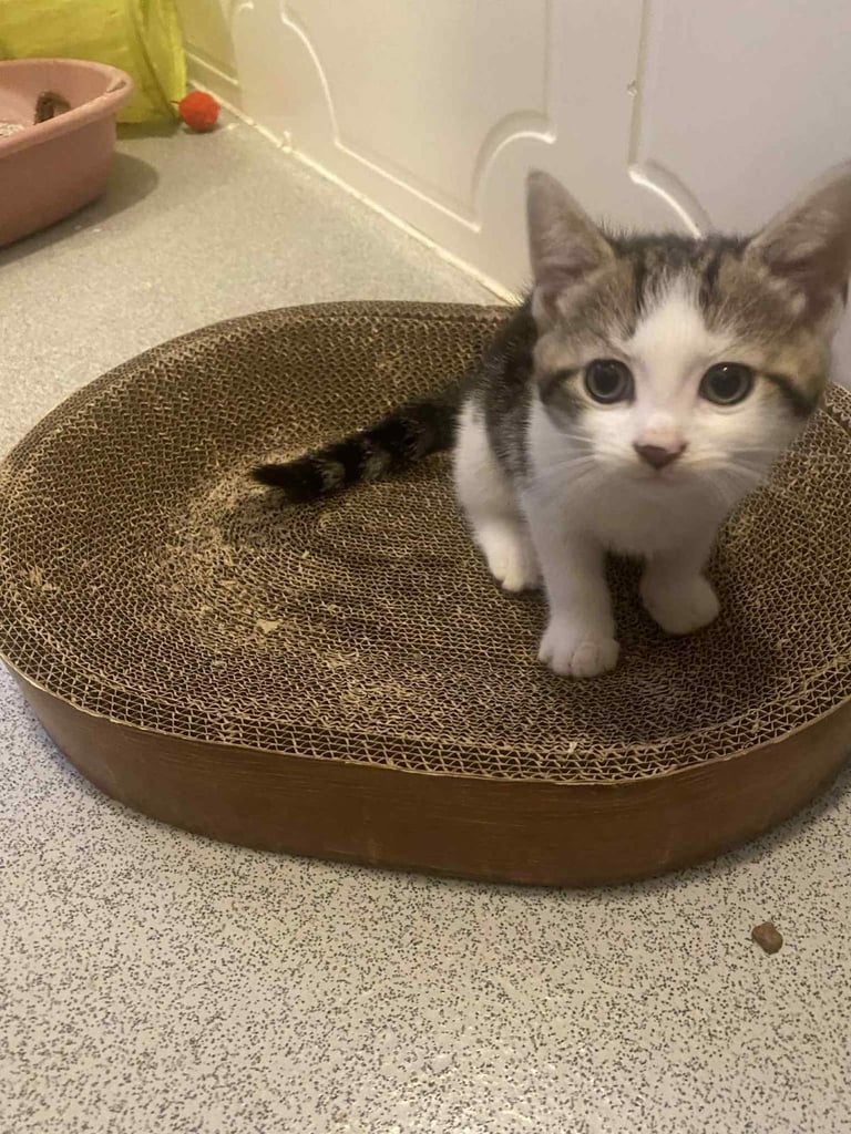 Kitten female