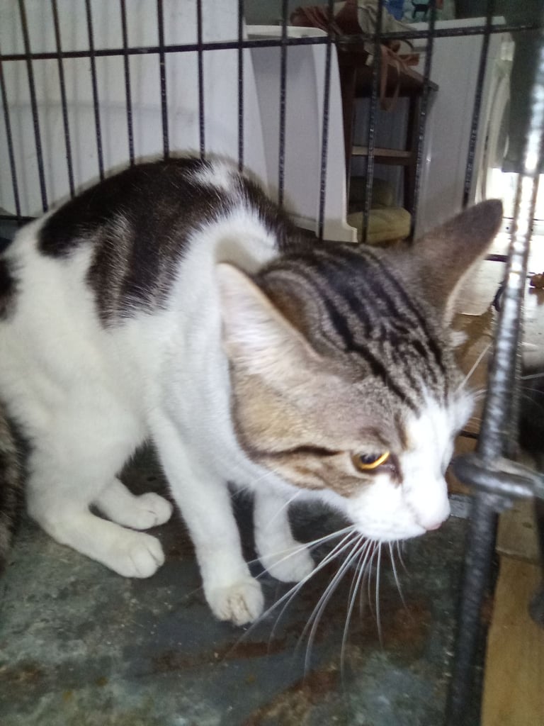image for Young adult male cat looking for his new home