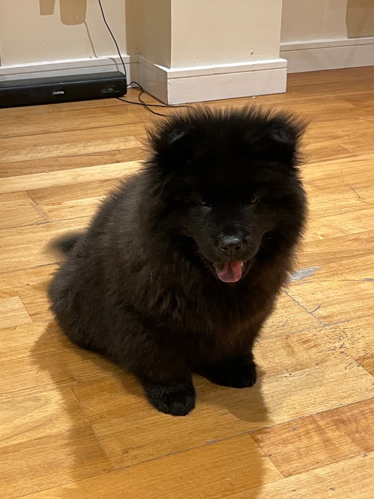 image for Chowsky 12 week old boy