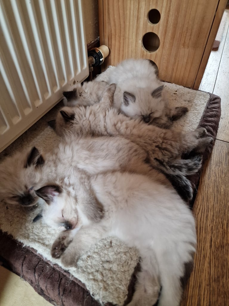 Ragdoll Kittens 😍