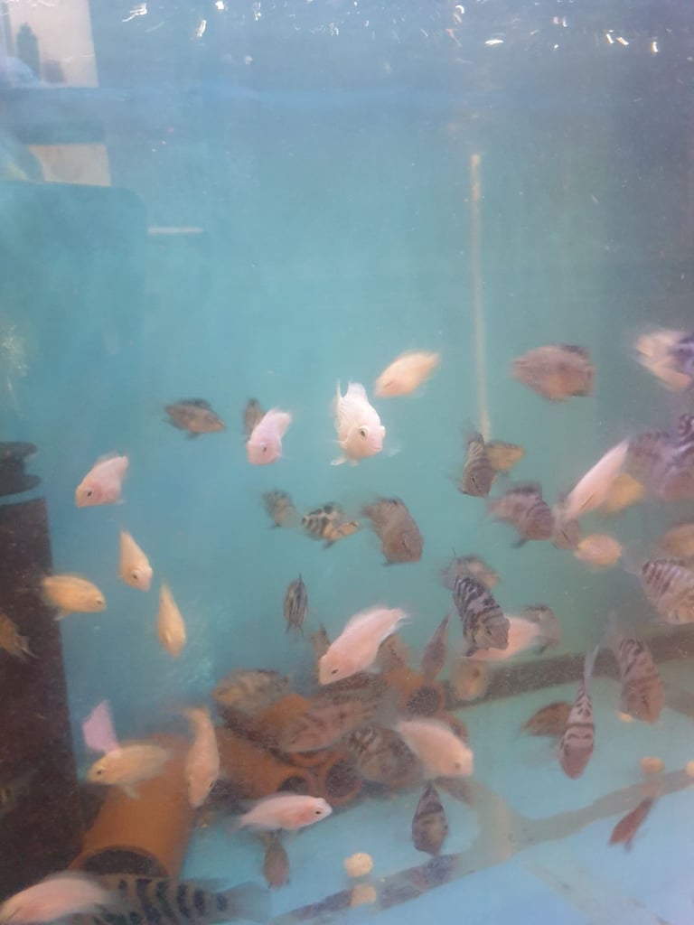 Tropical fish Angelfish,corydoras,super reds long fins plecos,shrimps, and l397 plecos 