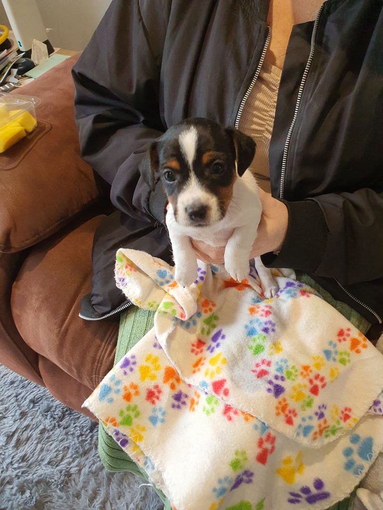 Jack Russell Puppies 