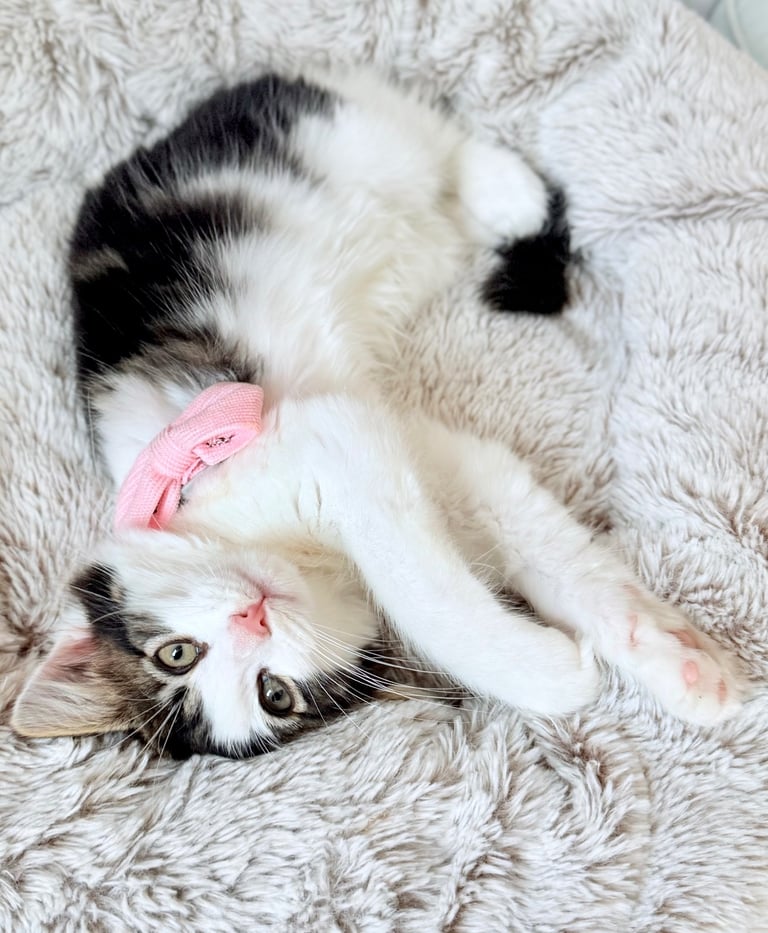 Stunning Ragamuffin X Main Coon Kittens