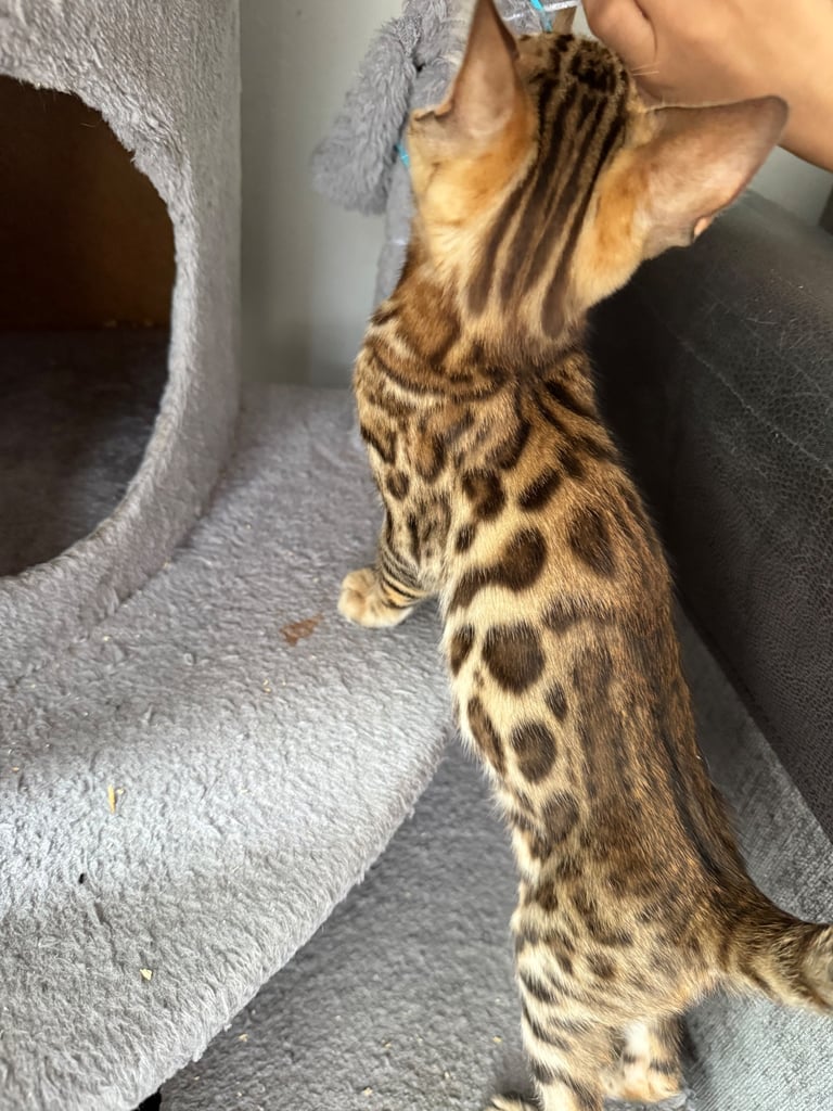 Bengal male (500 reduced pick up today)