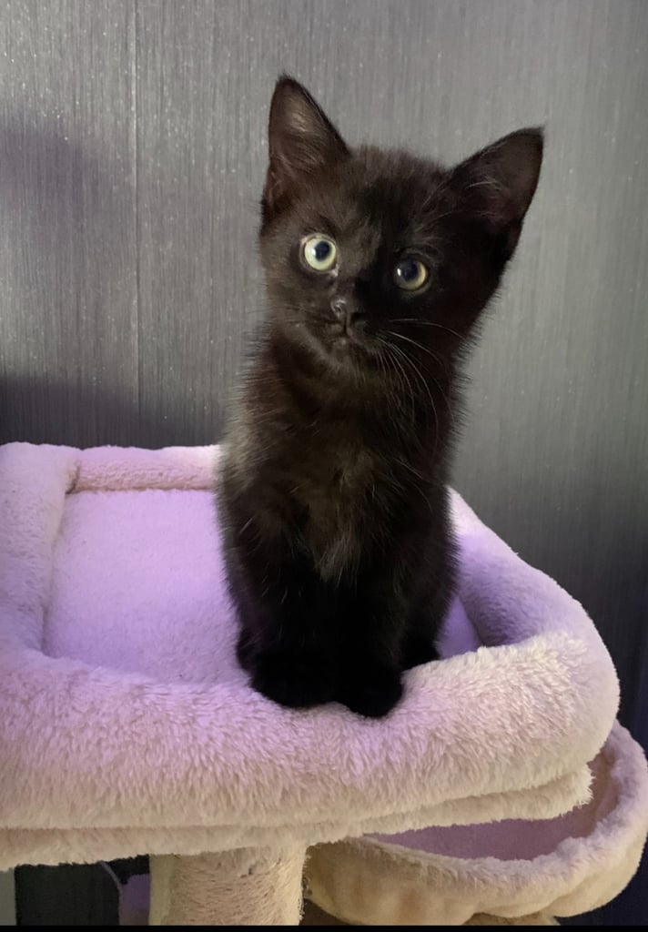 Mixed Angora Kitten looking for new home