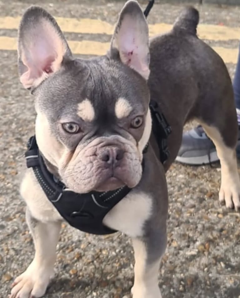 Nelly the frenchy