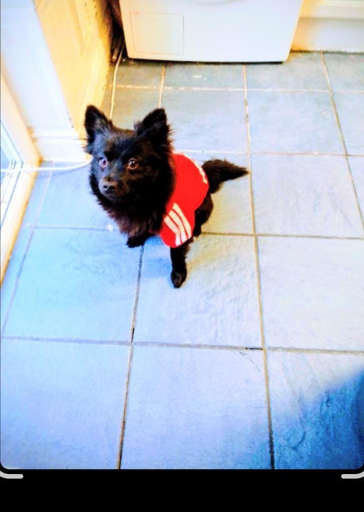 emotional support puppy 7 months non barker