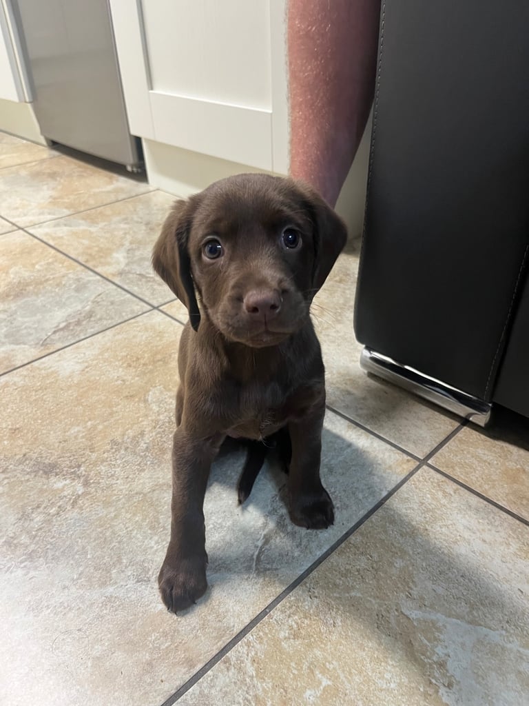 Labrador x cocker spaniel pup 