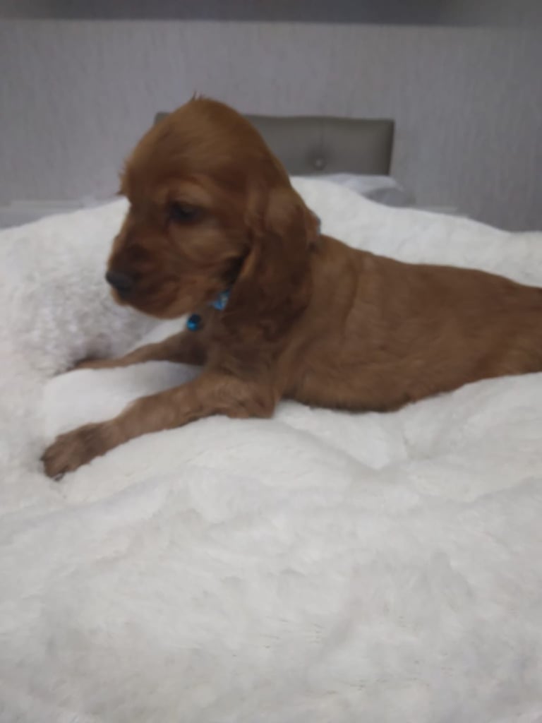 Cocker spaniel