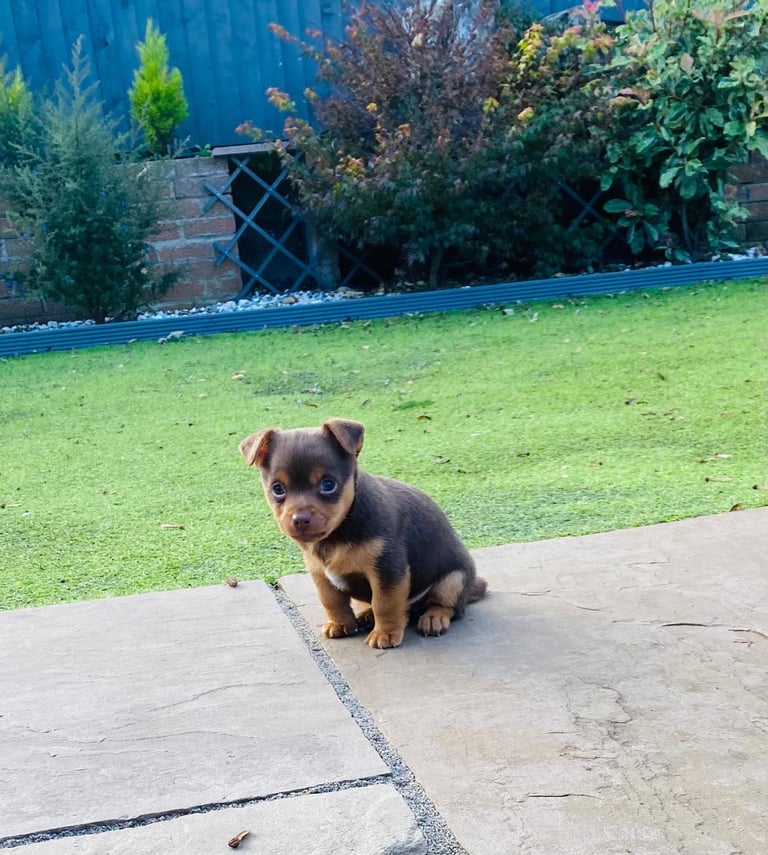 Gorgeous Miniature Jack Russell Puppy For Sale