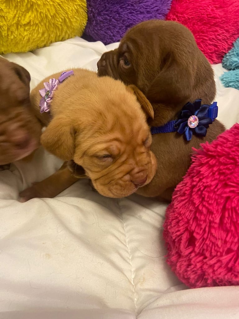 Dogue de bordeaux puppies
