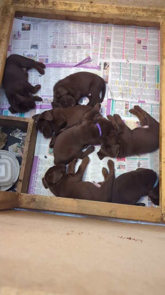 image for Chocolate Labrador pups