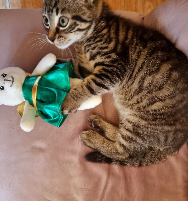 Beautiful tabby mixed bengal kitten for sale