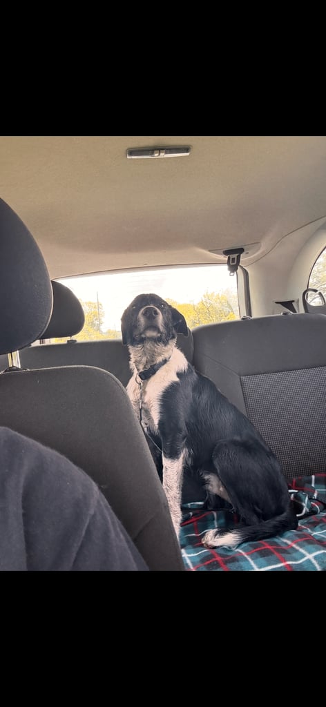 image for Collie/lab puppy 