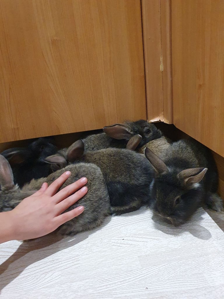 Rabbits for sale 