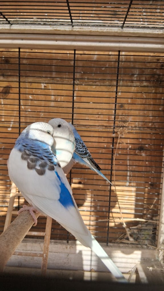 BEAUTIFUL BABY BUDGIES FOR SALE
