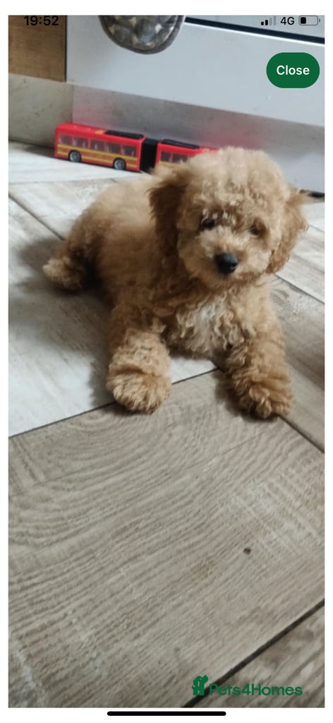 Beautiful teddy bear Maltipoo 