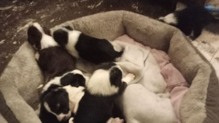 Collie puppies for sale 