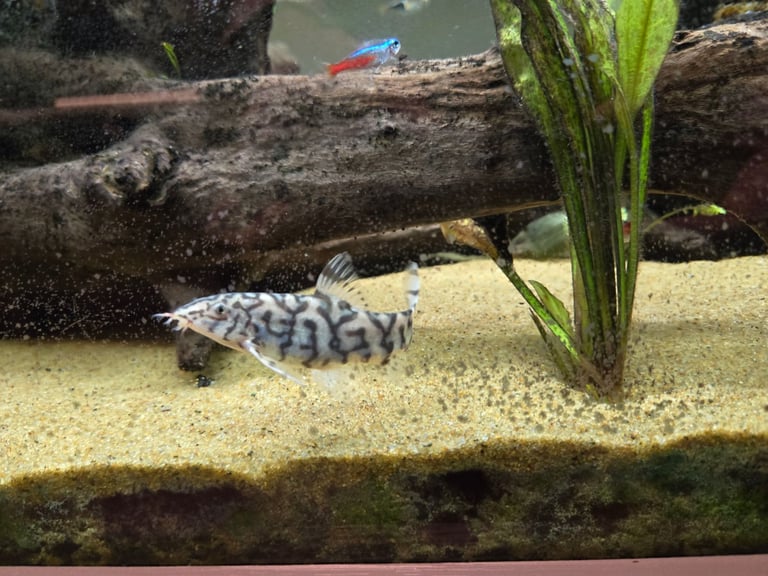 Tropical fish, need rehoming.