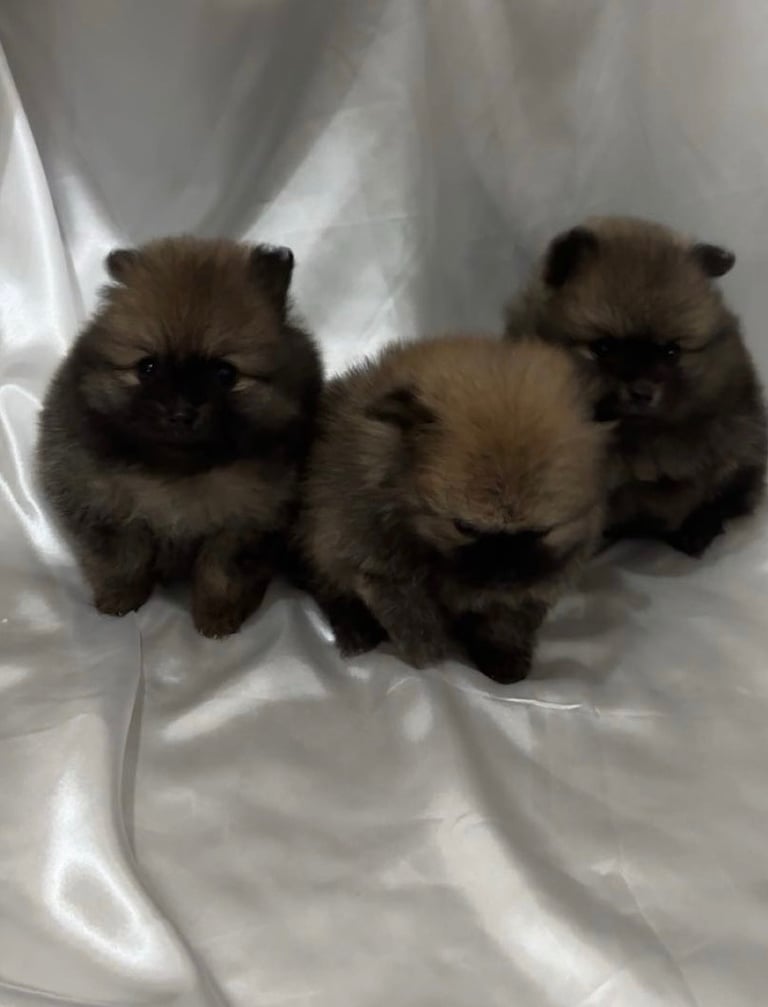 Tiny Pomeranian puppies