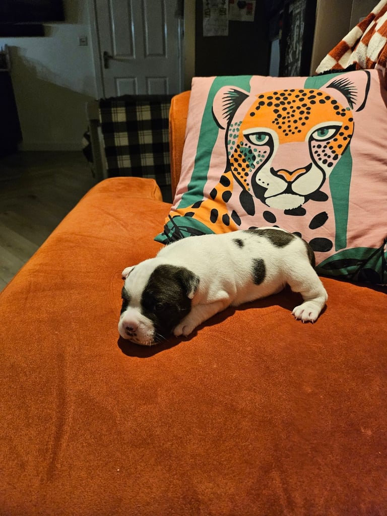 British Bulldog Staff cross (Old Tyme Bulldog)