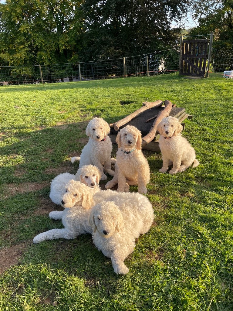 Standard poodle - update - last girl and 3 boys 