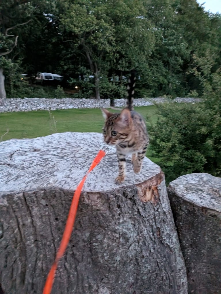 Leash trained Bengal Female looking for home 