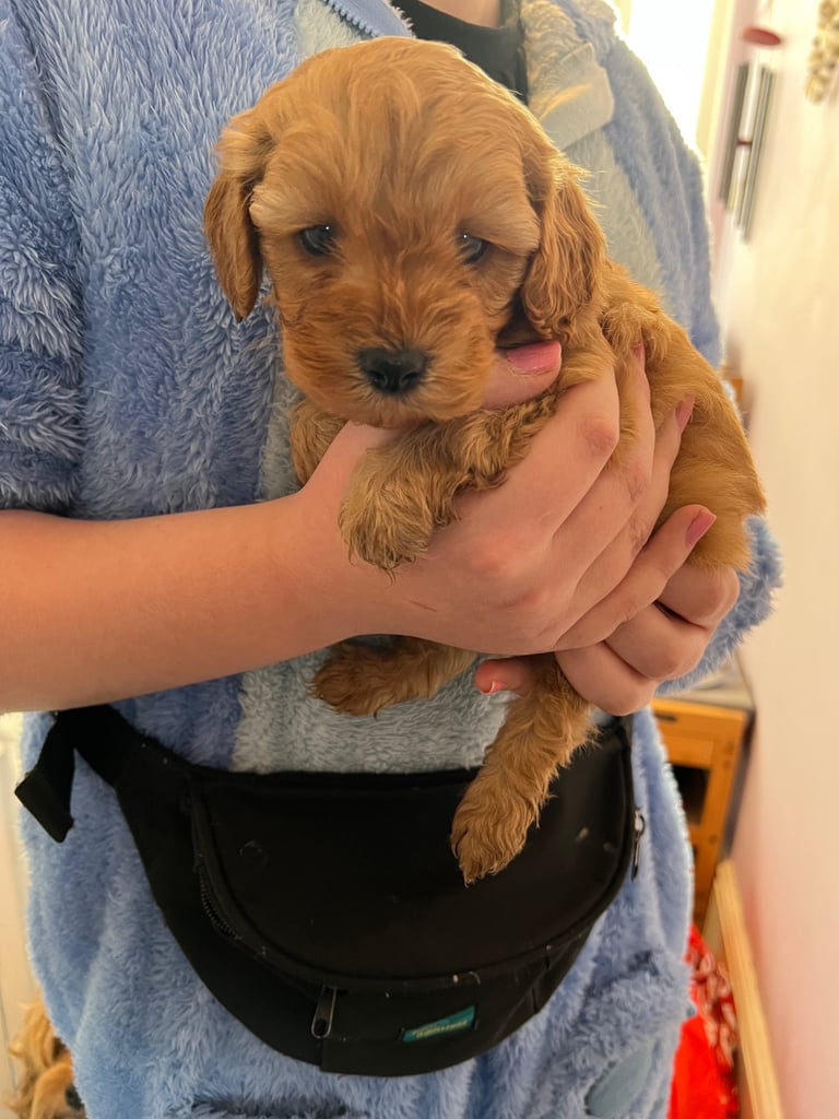 3 Gorgeous Cavapoo Puppies 