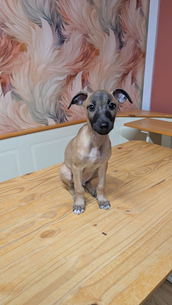 Whippet x puppy 