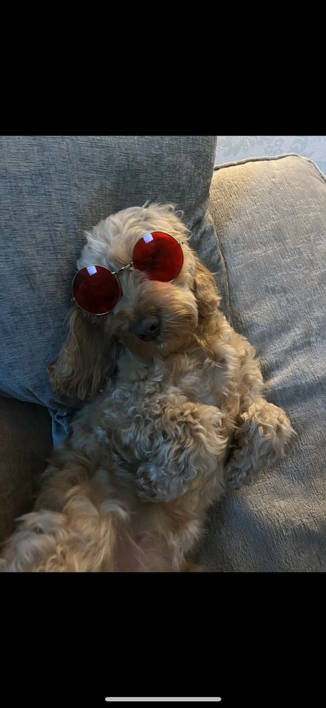 F2 cockapoo puppies for sale