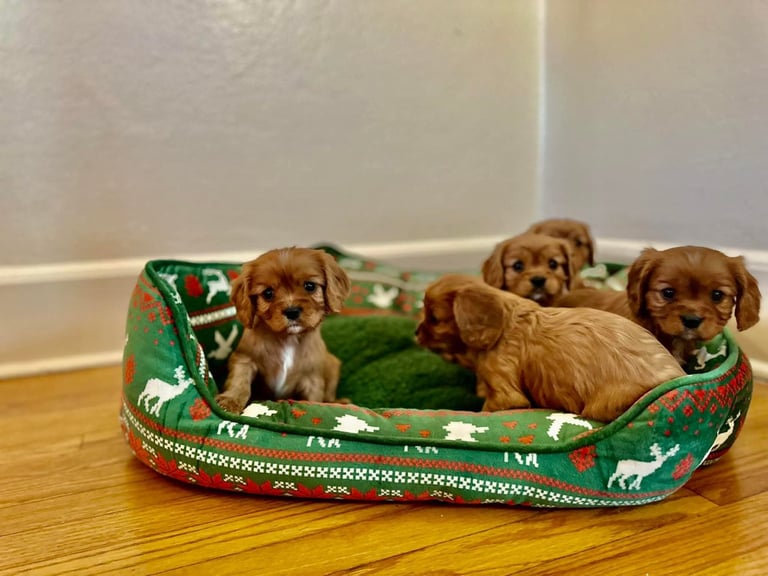 Cavalier King Charles spaniel puppies ready now