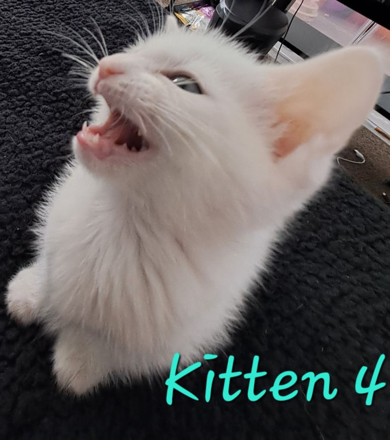 4 Stunning kittens for sale