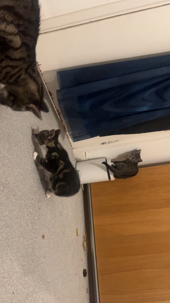 Tabby kittens 