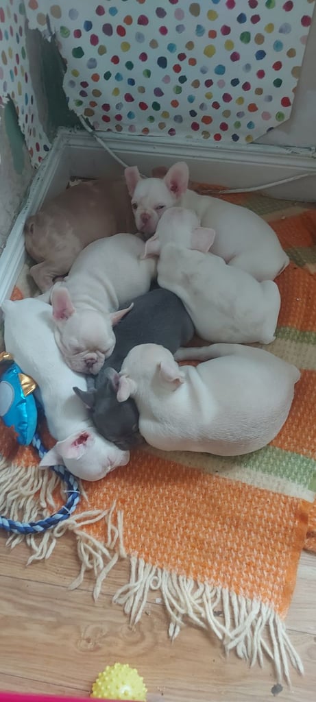 Frenchie pups for sale