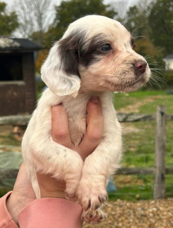 Springer spaniel puppies 