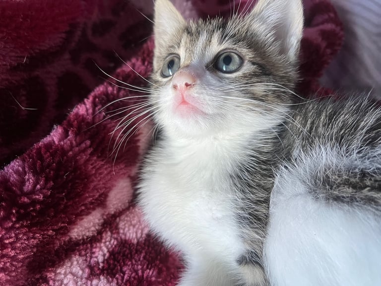 Beautiful fluffy blue eyed kittens 