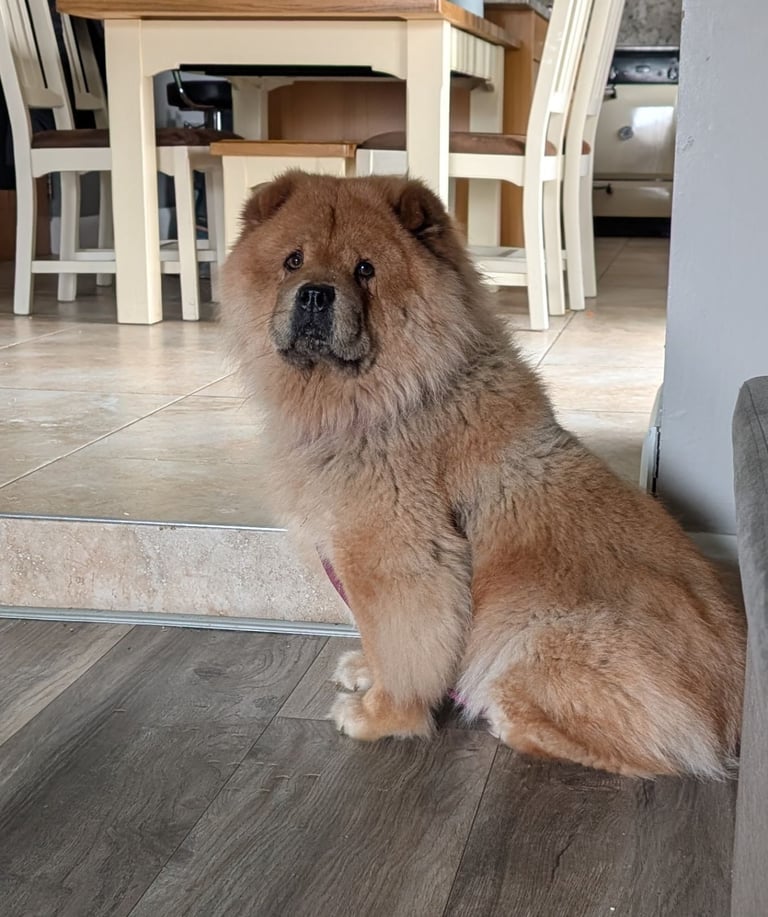 Chowchow X staffy 