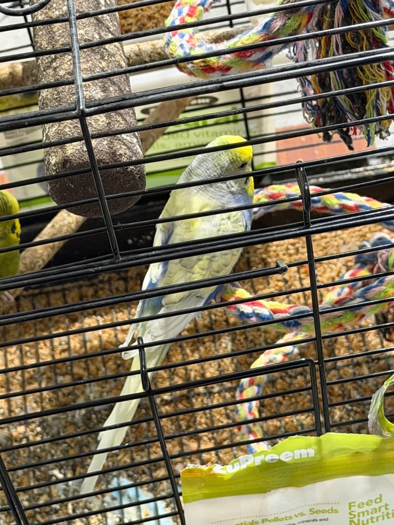 Two Lovely Budgies + Full Setup (Cage, Accessories, Food Containers, etc.)