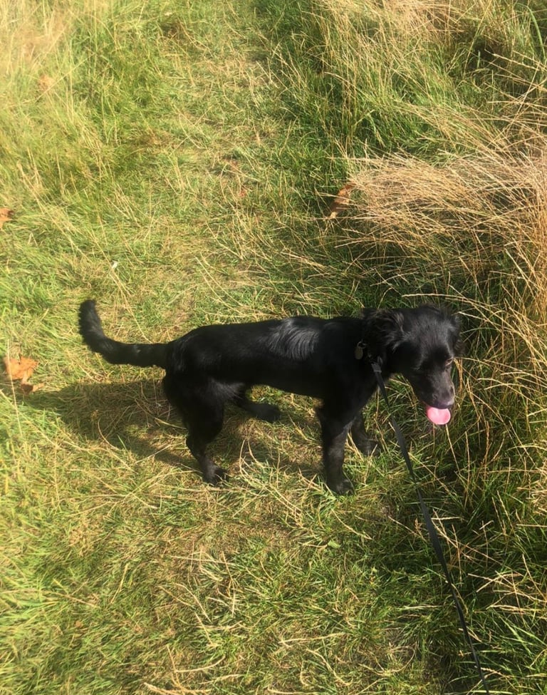 Beautiful boy needs a new home