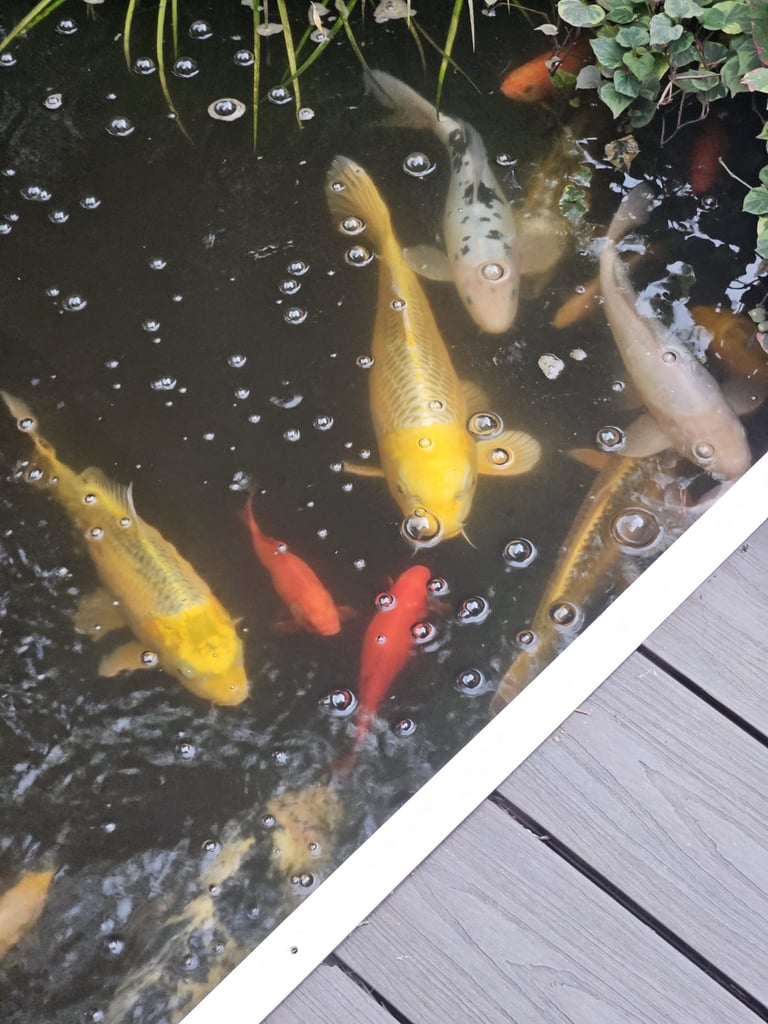 Koi bundle 