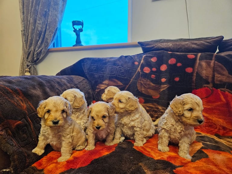 cockerpoo puppies for sale