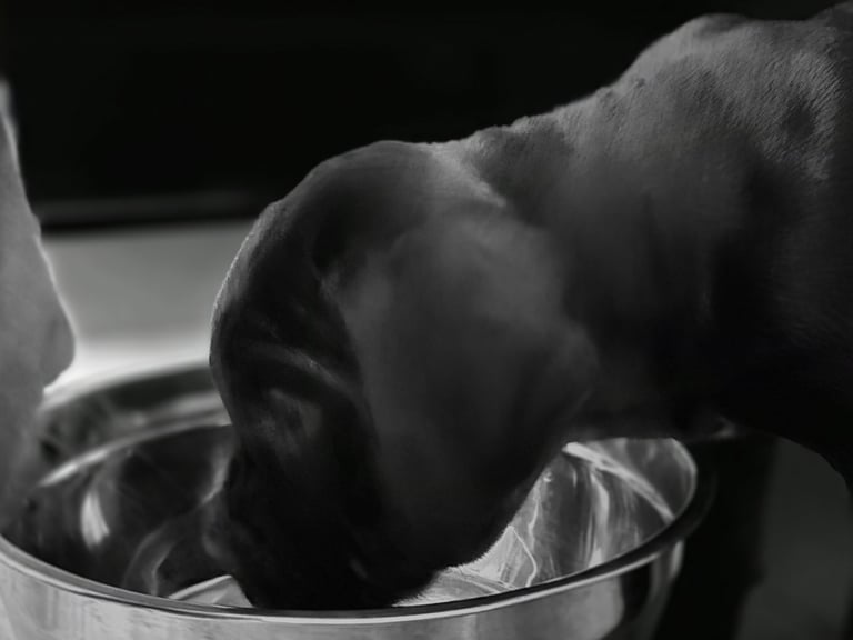 Cane  Corso pups 